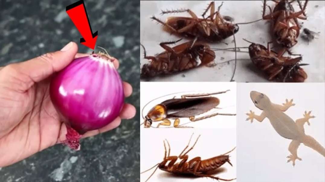 MAGIC ONION    How To Kill Cockroach  Lizard  Within 5 minutes    Home Remedy    Magic Ingredient