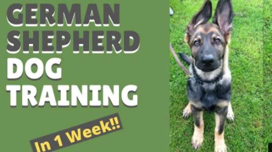 German Shepherd Dog Training and Mastering the Art of Attention in Only 1 Week