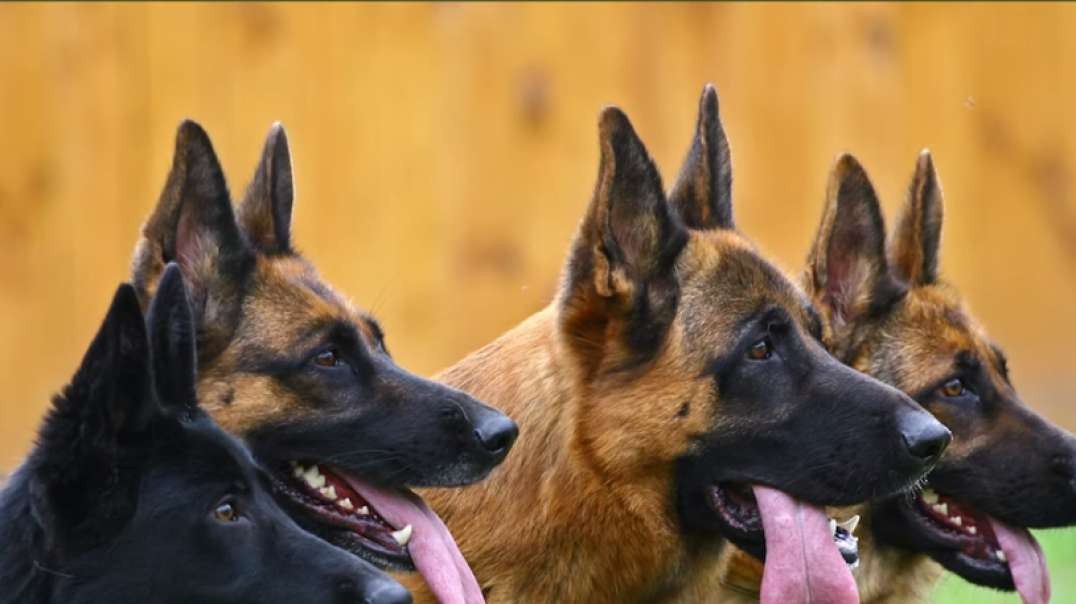 GERMAN SHEPHERD  DOG BREED 101 Everything You Need To Know