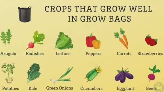 Gardening in Grow Bags by Growing In The Garden