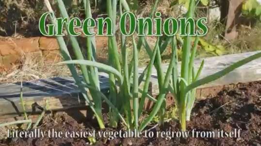 Green Onions by The Ripe Tomato Farms