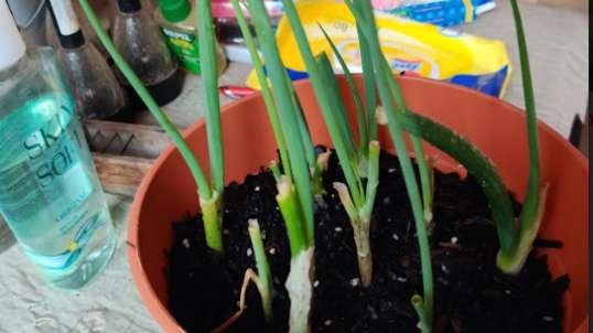Green Onions Grown by Chell