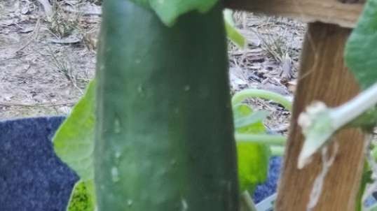 Cucumber Grown by Chell