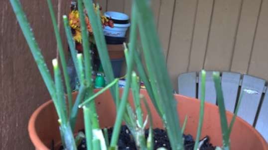 Green Onions Grown by Chell