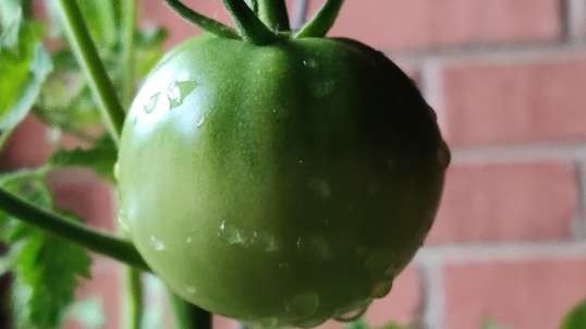 Tomatoe Grown by  Chell