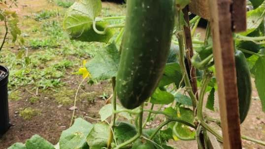 Cucumbers Grown By Chell