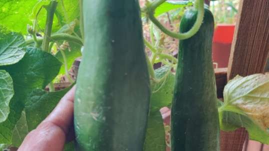Cucumbers grown my Chell