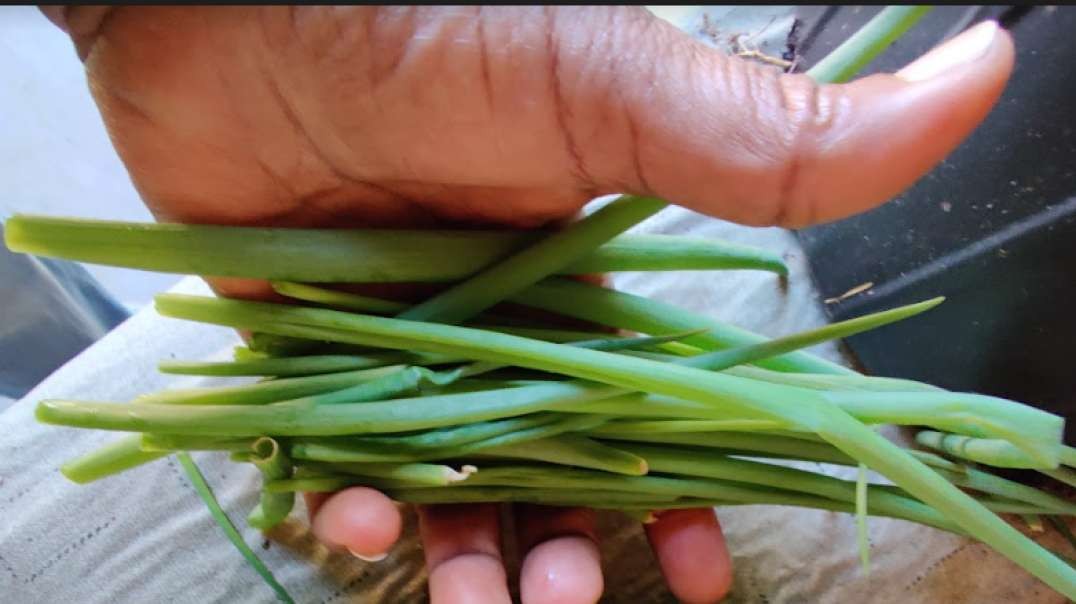 Green Onion Grown by Chell