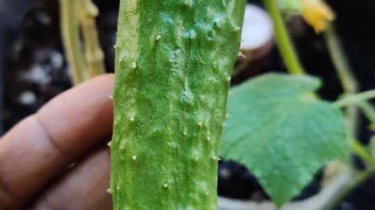 A newbie Cucumber grown my Chell