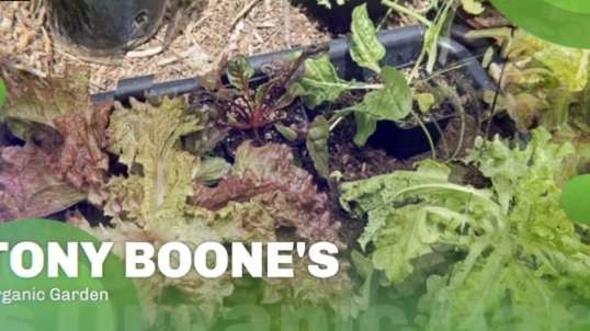 Tony Boone's Gardening Tips