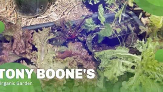 Tony Boone's Organic Garden