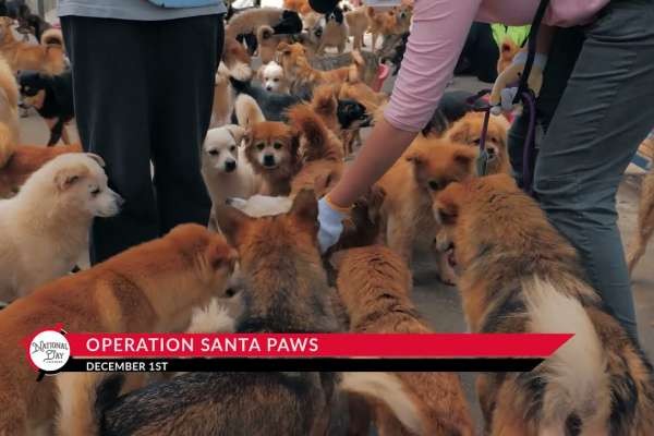 Video: Operation Santa Paws in December